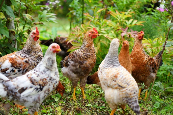 Poules dans la ferme biologique de champ. Poulets d'élevage gratuits sur une pelouse — Photo