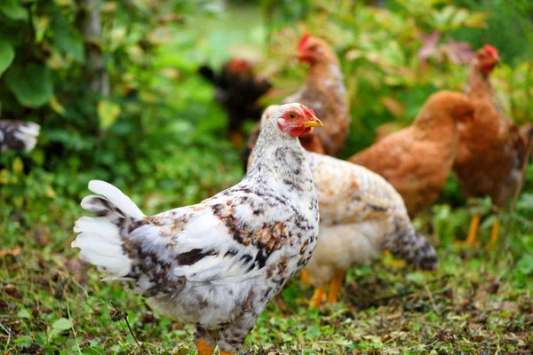 Hens in field organic farm. Free range chickens on a lawn — Stock Photo, Image