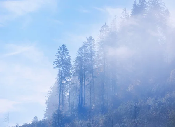 Fichtenwald mit dichtem Nebel und Sonnenstrahlen im Morgengrauen — Stockfoto