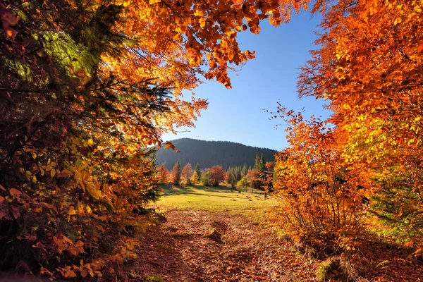 Belo outono paisagem brilhante com o sol brilhando através das árvores — Fotografia de Stock