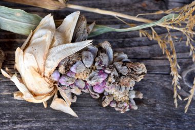 Mısır ezmesi (Ustilago zeae Unger). Mısır koçanı üzerinde Ustilago Maydis hastalığı