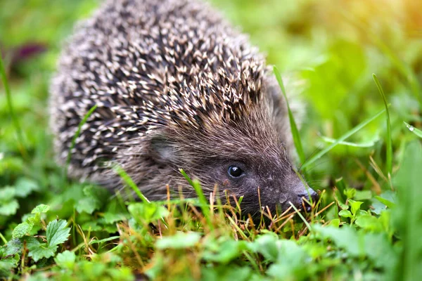 ハリネズミ(学名:Erinaceus europaeus)野生で自生します。 — ストック写真