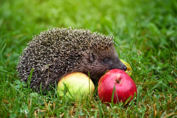 Hedgehog (Erinaceus Europaeus) on a green grass near apples — Stock Photo, Image