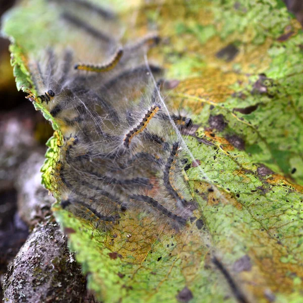 Raupen der aporia crataegi (schwarz-geäderte weiße), die Apfelblätter fressen — Stockfoto