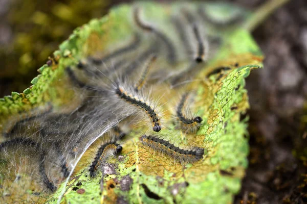 Lagartas do Aporia crataegi (branco-de-véu-preto) que comem folhas de maçã — Fotografia de Stock