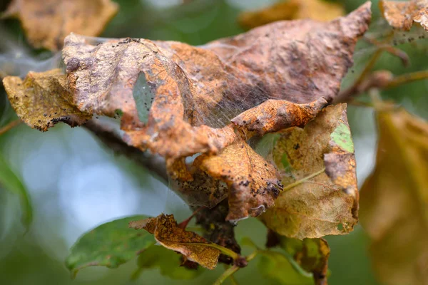 Větve stromu aplle v pavučině nemocí. — Stock fotografie