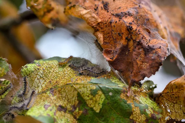 Gąsienice krataegi Aporia (czarno-żylna biel) na gałęzi jabłoni — Zdjęcie stockowe
