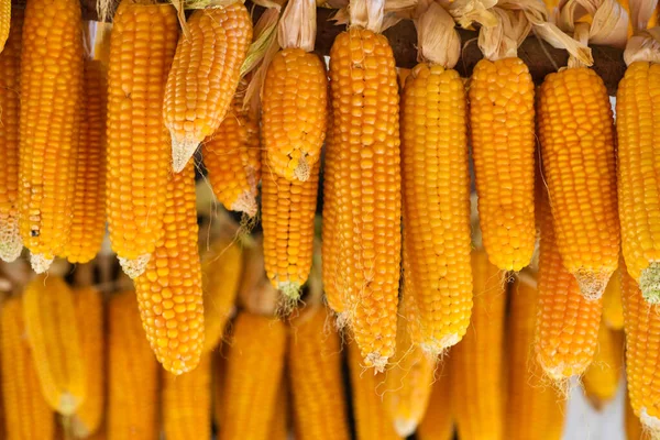 Cobs of corn drying in the open air — Stock Photo, Image