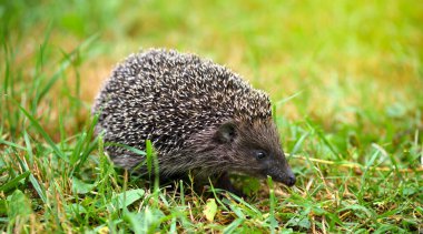 Kirpi, (Bilimsel adı: Erinaceus europaeus) vahşi