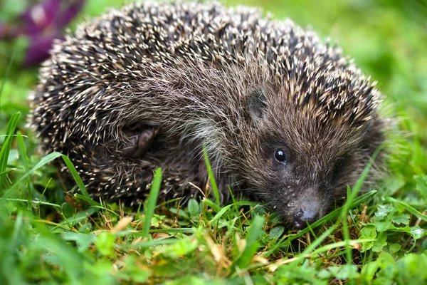 ハリネズミ（Erinaceus europaeus） 。かわいいですハリネズミの顔とともにbeady目 — ストック写真