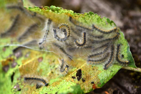 Aporia crataegi ( 검은 줄무늬 흰색 ) 의 애벌레가 애플 나뭇잎을 먹고 있다 — 스톡 사진