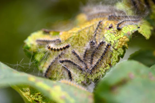 Aporia crataegi ( 검은 줄무늬 흰색 ) 의 애벌레가 애플 나뭇잎을 먹고 있다 — 스톡 사진