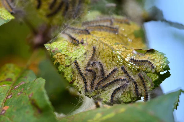 Aporia crataegi ( 검은 줄무늬 흰색 ) 의 애벌레가 애플 나뭇잎을 먹고 있다 — 스톡 사진