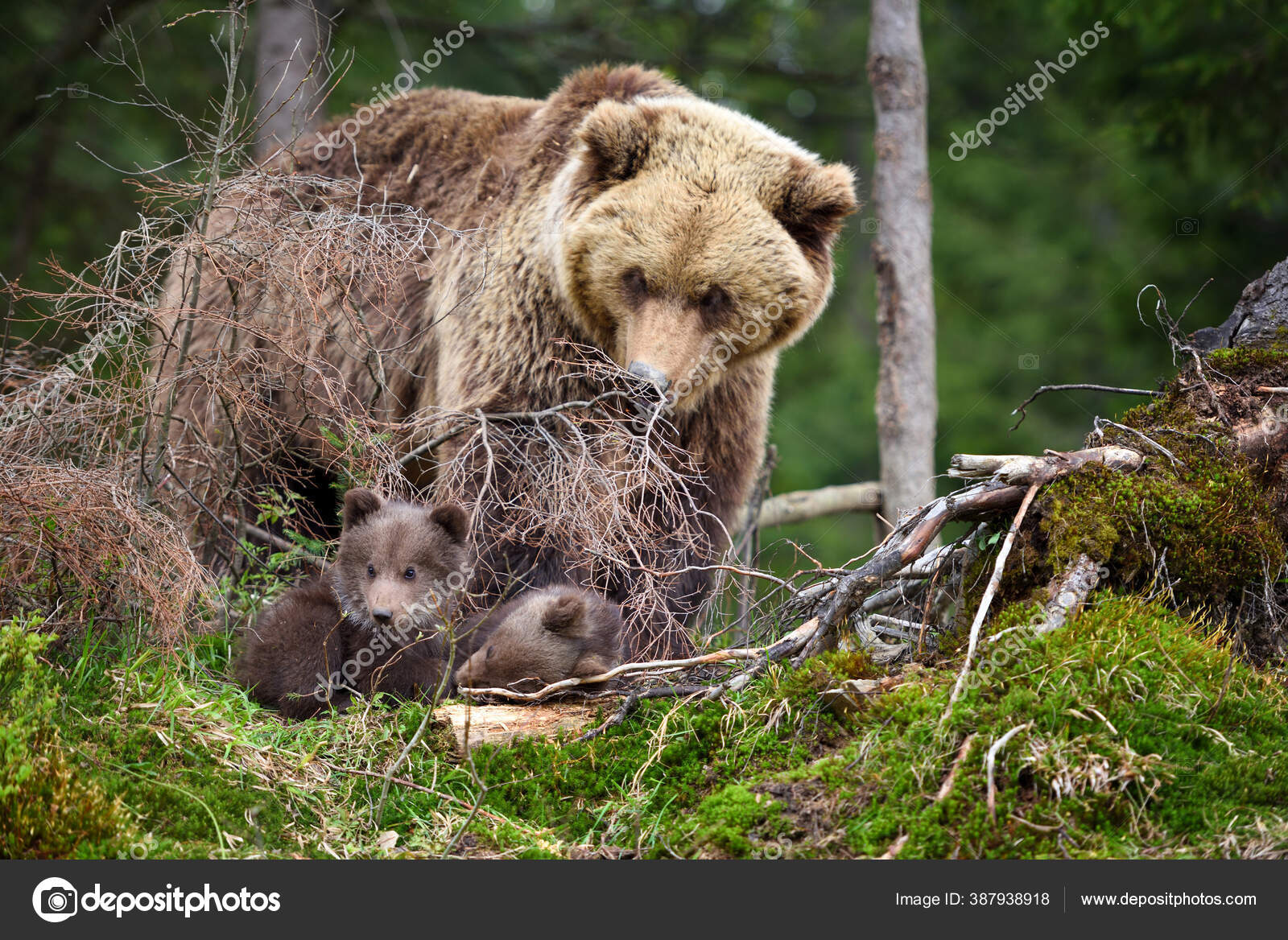 Brown Mother Bear Protecting Her Cubs Summer Forest — Stock Photo