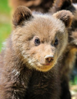 Doğal ortamdaki küçük oyuncak ayının portresi