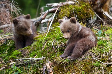 Yaz ormanında iki küçük kahverengi ayı yavrusu oynuyor.