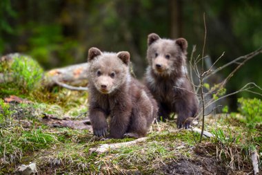 İki küçük kahverengi ayı yaz ormanında yürüyor.