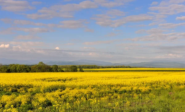 Yellow Rapeseed Field Beautiful Sky Sunny Morning Blooming Canola Flowers — Stock Photo, Image