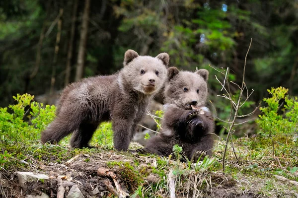 Два Бурых Медвежонка Играют Летнем Лесу — стоковое фото