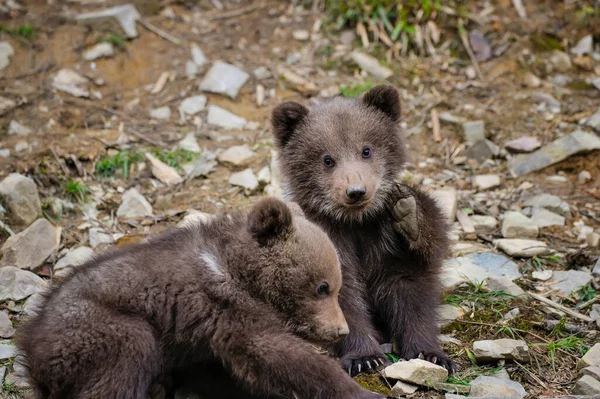 Deux Petits Ours Bruns Lisière Forêt — Photo