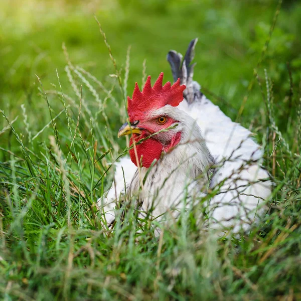 White Rooster Resting Green Grass Free Range Chickens — Stock Photo, Image