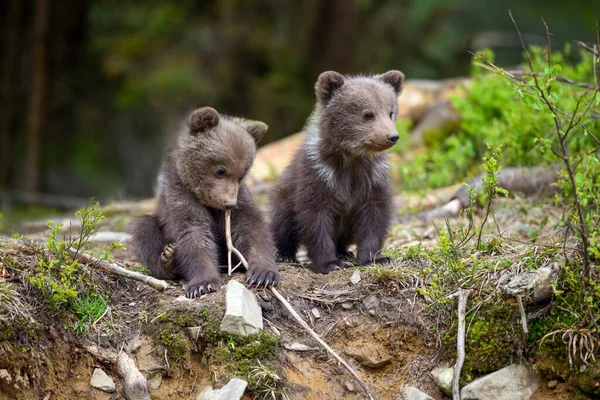 Dois Filhotes Urso Marrom Estão Brincando Floresta Verão — Fotografia de Stock