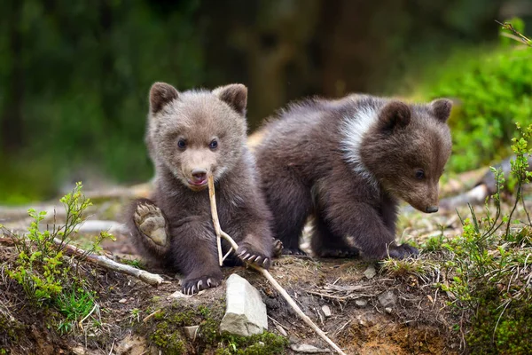 Δύο Μικρά Καφέ Αρκουδάκια Παίζουν Στην Άκρη Του Δάσους — Φωτογραφία Αρχείου