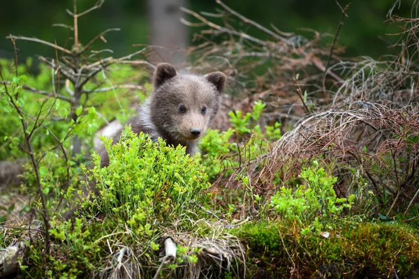 Bonito Filhote Urso Marrom Floresta Verão — Fotografia de Stock