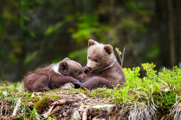 Два Бурых Медвежонка Отдыхают Краю Леса — стоковое фото
