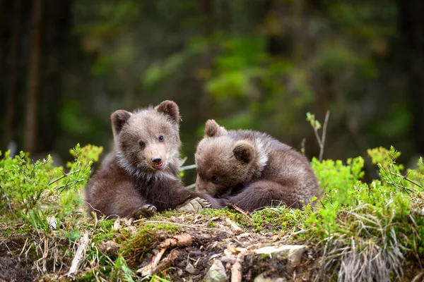 Deux Petits Ours Bruns Jouent Dans Forêt Été — Photo