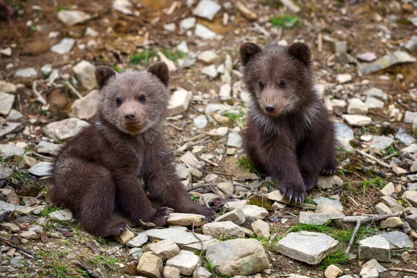 Dvě Malá Medvídě Hnědá Kraji Lesa — Stock fotografie