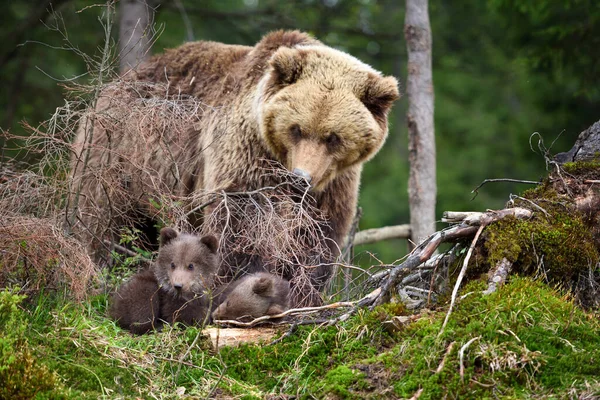 Mãe Urso Marrom Protegendo Seus Filhotes Floresta Verão — Fotografia de Stock