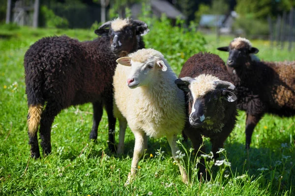 Moutons Dans Nature Sur Prairie Agriculture Plein Air — Photo