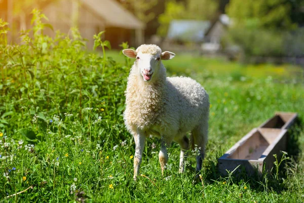 Çayır Üzerinde Doğada Bir Koyun Açık Havada Tarım — Stok fotoğraf
