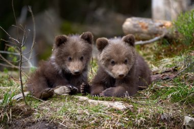 Yaz ormandaki yabani boz ayı yavrusu portre