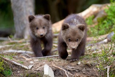 Yaz ormandaki yabani boz ayı yavrusu portre