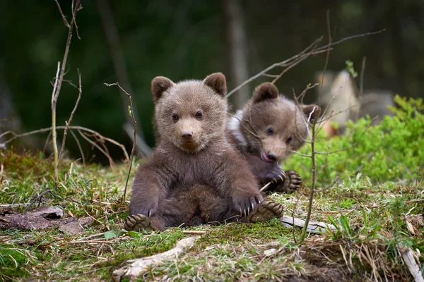 Wilde Bruine Beer Cub Close Zomer Bos — Stockfoto