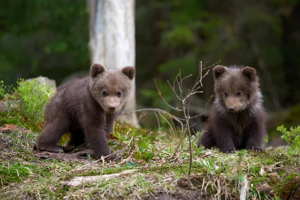 Louveteau Ours Brun Sauvage Gros Plan Dans Forêt Été — Photo