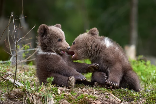 Louveteau Ours Brun Sauvage Gros Plan Dans Forêt Été — Photo