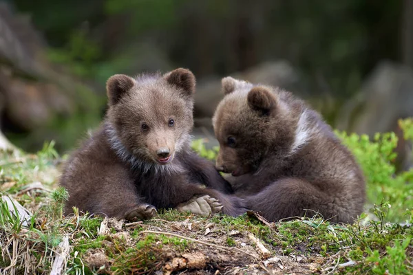 Wilde Bruine Beer Cub Close Zomer Bos — Stockfoto