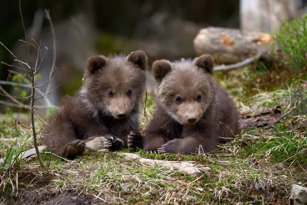 Yaz ormandaki yabani boz ayı yavrusu portre