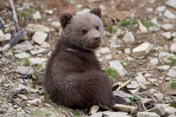 Oso Pardo Salvaje Cachorro Primer Plano Bosque Verano —  Fotos de Stock