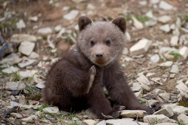 Yaz ormandaki yabani boz ayı yavrusu portre