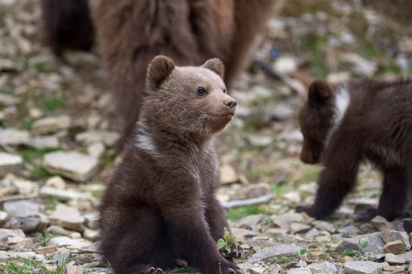 Άγρια Αρκούδα Cub Closeup Στο Δάσος Καλοκαίρι — Φωτογραφία Αρχείου