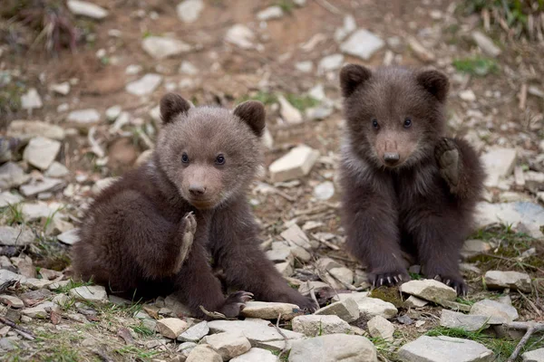 Wilde Bruine Beer Cub Close Zomer Bos — Stockfoto