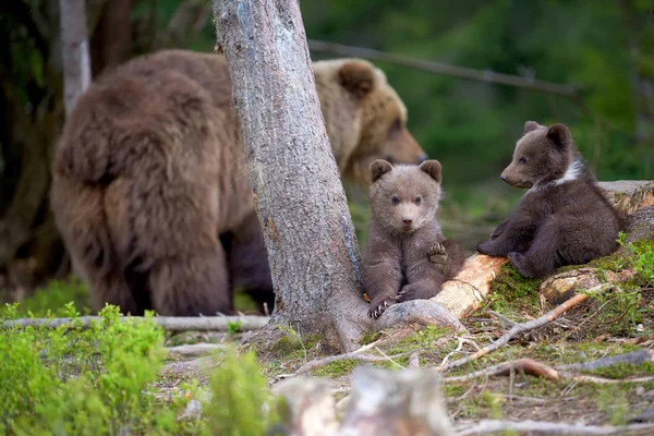 Mějte Mláďata Ursus Arctos Letní Forest — Stock fotografie