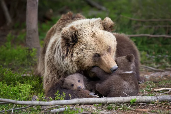 熊与幼崽 厄休斯 Arctos 在夏天森林 — 图库照片