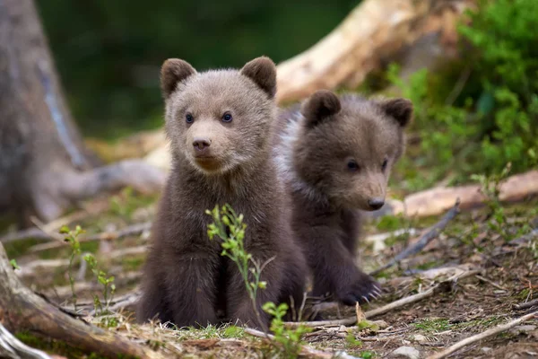 Divoký Medvěd Hnědý Mládě Detailní Létě Lese — Stock fotografie