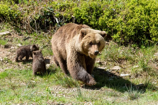 Wilde Braunbärenbabys Großaufnahme Sommerwald — Stockfoto
