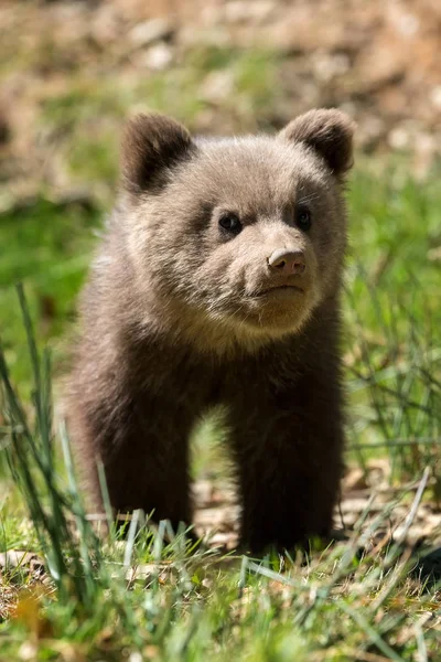 Wild Brown Bear Cub Closeup Summer Forest — Stock Photo, Image